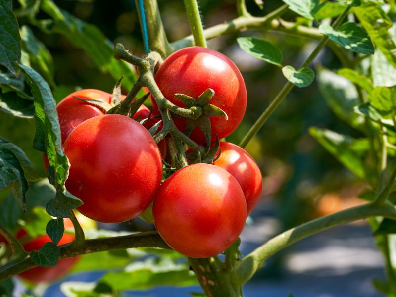 Tomato 