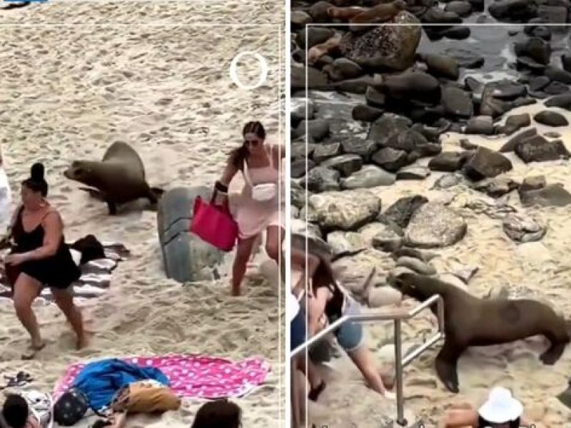 أسود البحر تقتحم شاطئ أمريكي وتفاجئ مرتاديه