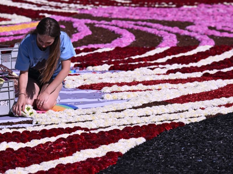 Kelly, a first-time volunteer, explained the process: "It's like painting by numbers, using codes for flowers or bark." Despite recent rain causing a flower shortage, volunteers adapt by creatively filling gaps. Volunteers kneel on foam mats, but it's still tiring, Kelly admitted. "I keep changing positions—kneeling, standing, lying down, then sitting. We'll be sore tomorrow, but it's worth it!"