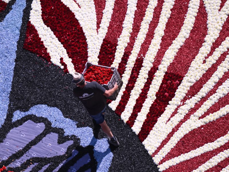 The stunning flower carpet is crafted by 100 volunteers from Belgium, Spain, and the U.S. Arriving by bus at 07:00, most hail from Loenhout, linked to the Loenhout Bloemencorso, which supplied the flowers.