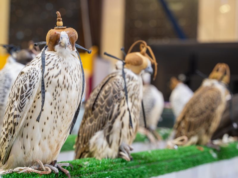 Breeders Auction