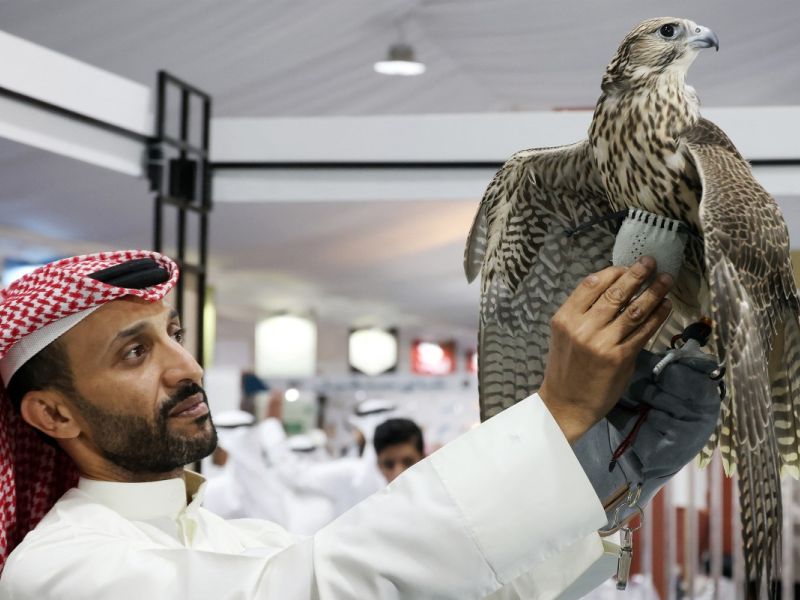 Dr. Zubair highlighted that the falcon is Kuwait's national bird, with the country investing millions of dollars each year to acquire them from various parts of the world. The Katara organization hosts the International Hunting and Falcons Exhibition (S’hail) annually, demonstrating its commitment to preserving falconry. This year's exhibition took place from September 24-28 at the Hunting Exhibition Center in Sabhan.(photo by afp)