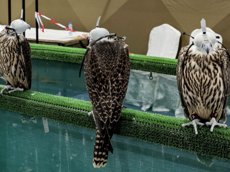Hooded falcons perch while being displayed during a falconry exhibition in Kuwait City on September 28, 2024. (Photo by YASSER AL-ZAYYAT / AFP)