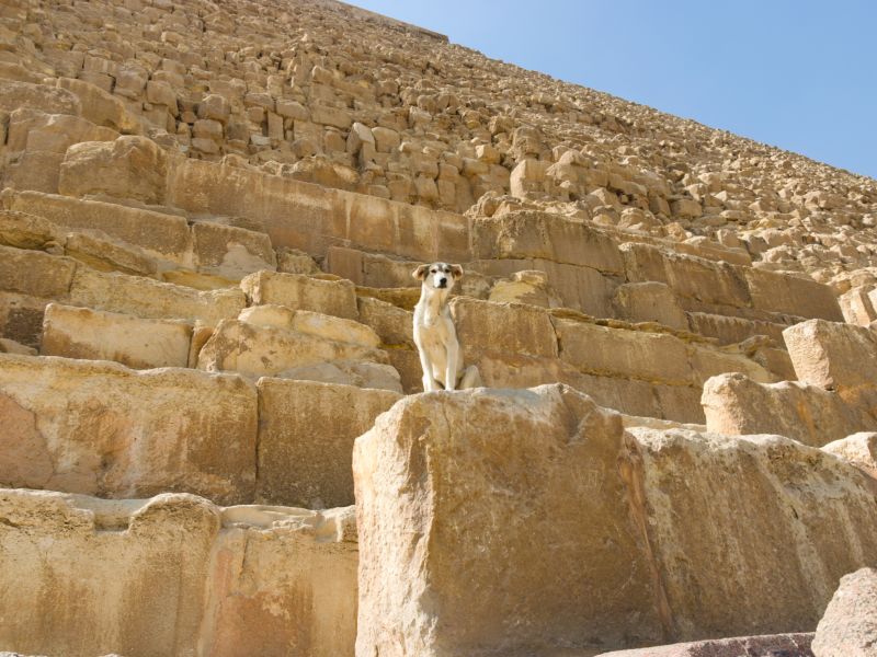 Pyramid-climbing dog 