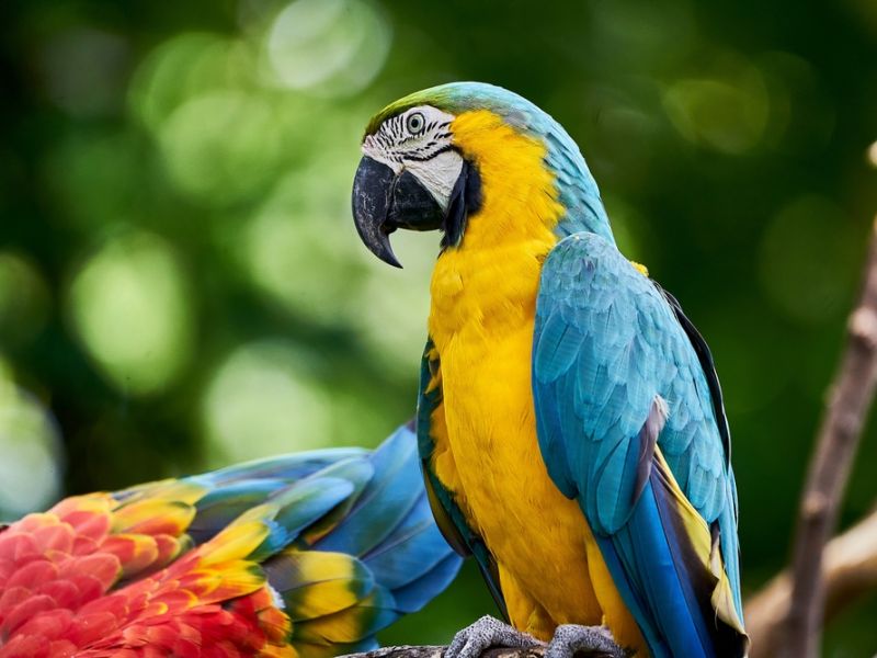 parrots