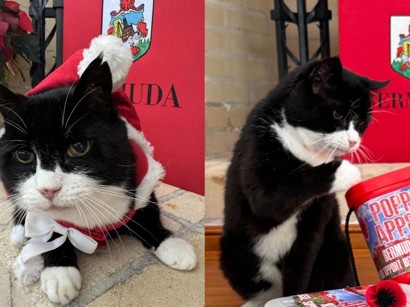 Palmerston