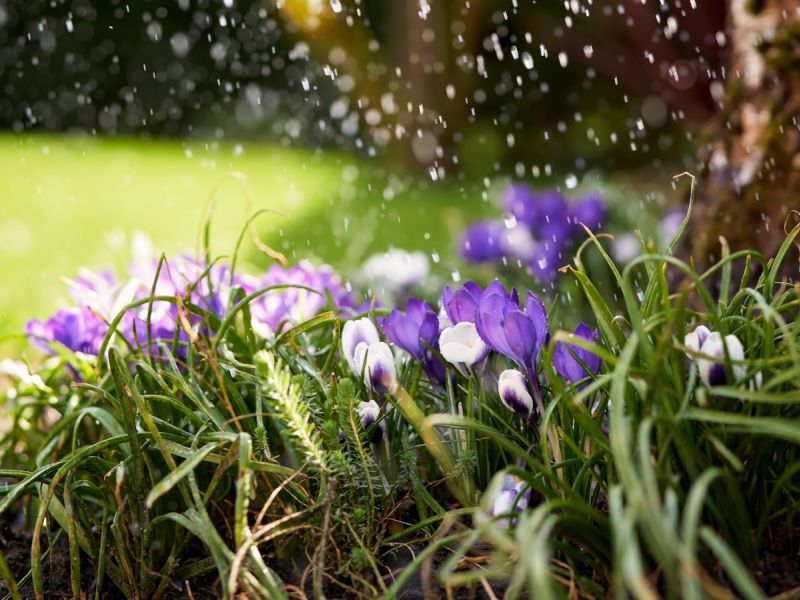 أمثال شعبية عن شهر نيسان بين المطر والربيع