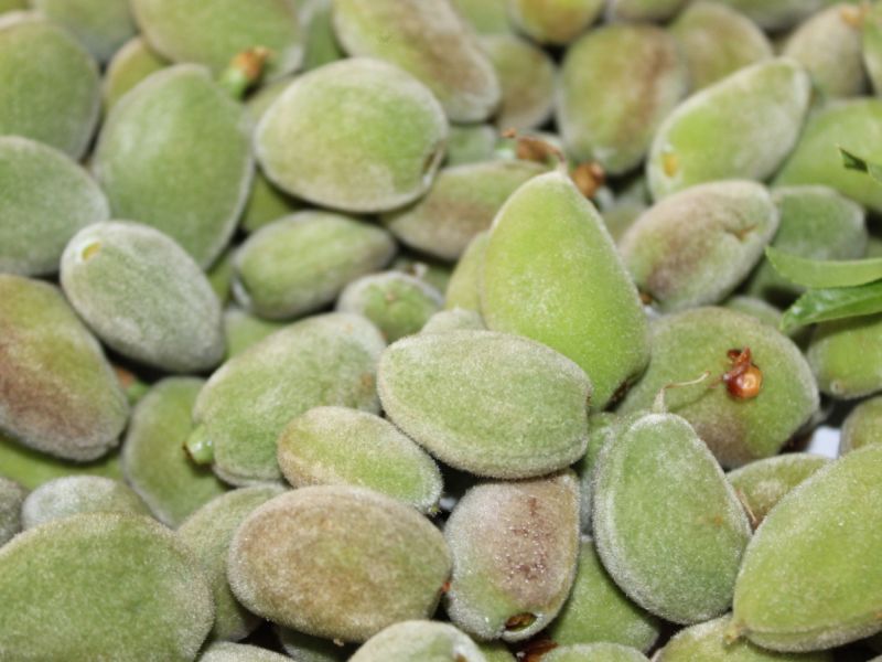 طريقة عمل مكدوس اللوز الأخضر