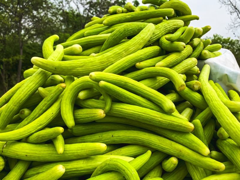 الفقوس في الرجيم: هل يساعد على خسارة الوزن؟