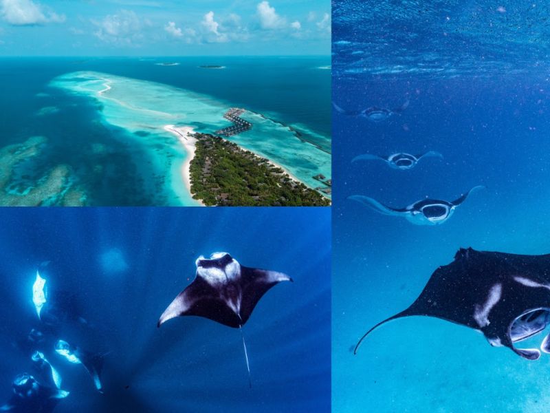 فورسيزونز المالديف في لاندا جيرافارو يكشف عن التواريخ المرتقبة لأكبر تجمعات أسماك المانتا لعامي 2026 و2027 