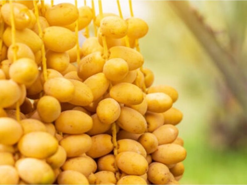 تفسير حلم النخل والبلح