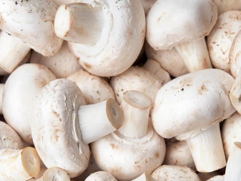 تفسير حلم جمع الفطر الأبيض من الأرض لابن سيرين