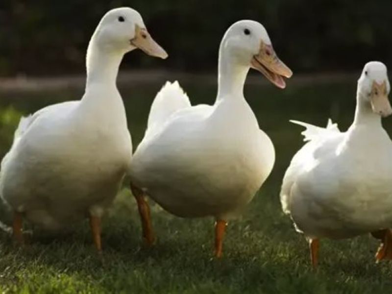 تفسير حلم ذبح البط