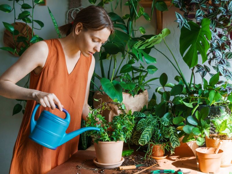 خطوات العناية اليومية بالحديقة المنزلية