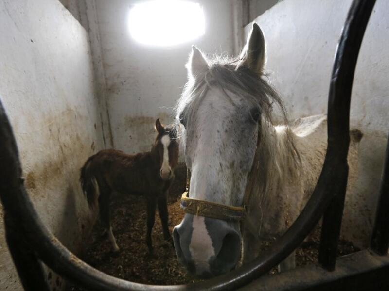 Syrian mare Karen (R), which hails from the Hadbaa Enzahe strain of Arabian purebreds, stands at a stable in the town of DimasLOUAI BESHARA / AFP