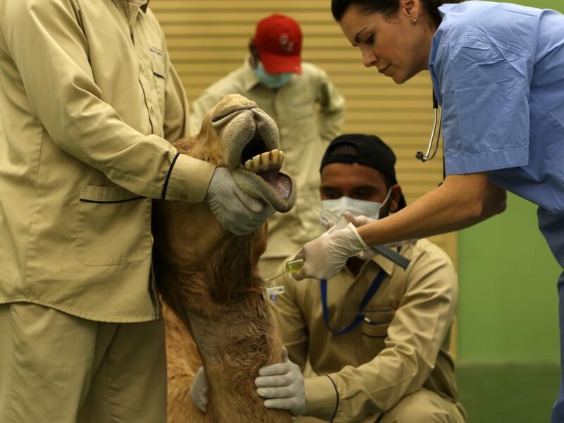 A vet treats a camel at the 40 million-Dirhams Dubai Camel Hospital in Dubai.The hospital can admit 
up to 20 camels. Camels are a part of Emirati culture and tradition.
PATRICK BAZ / Dubai Media Office / AFP-Services