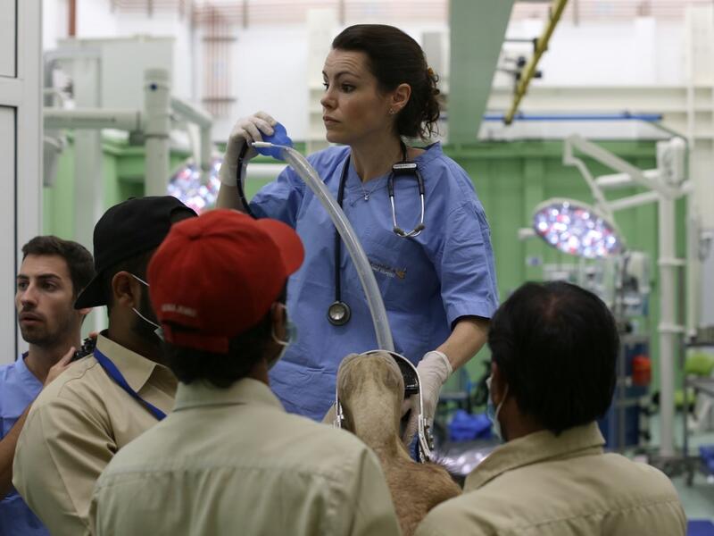 A camel is undergoing a radioscopy before its surgery at the 40 million-Dirhams Dubai Camel Hospital in Dubai.The hospital can admit up to 20 camels. Camels are a part of Emirati culture and tradition.
PATRICK BAZ / Dubai Media Office / AFP-Services