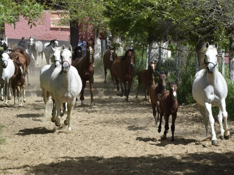 Horses run at a horse breeding farm, one of the oldest and largest farm in the Algeria, perched on the high plateaux in the country's Tiaret region, 300 Kilometres west of Algiers on April 24, 2018. 
RYAD KRAMDI / AFP