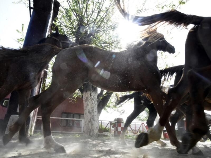 Horses run at a horse breeding farm, one of the oldest and largest farm in the Algeria, perched on the high plateaux in the country's Tiaret region, 300 Kilometres west of Algiers on April 24, 2018. 
RYAD KRAMDI / AFP