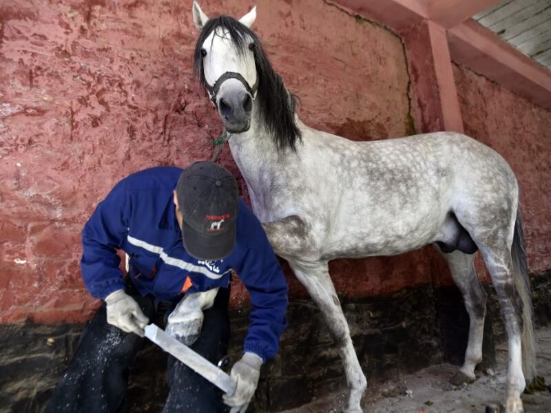 Algerian farrier Meddah Larbi installs a horseshoe onto a horse at a horse breeding farm, one of the oldest and largest farm in Algeria, perched on the high plateaux in the country's Tiaret region, 300 Kilometres west of Algiers, on April 24, 2018. 
RYAD KRAMDI / AFP