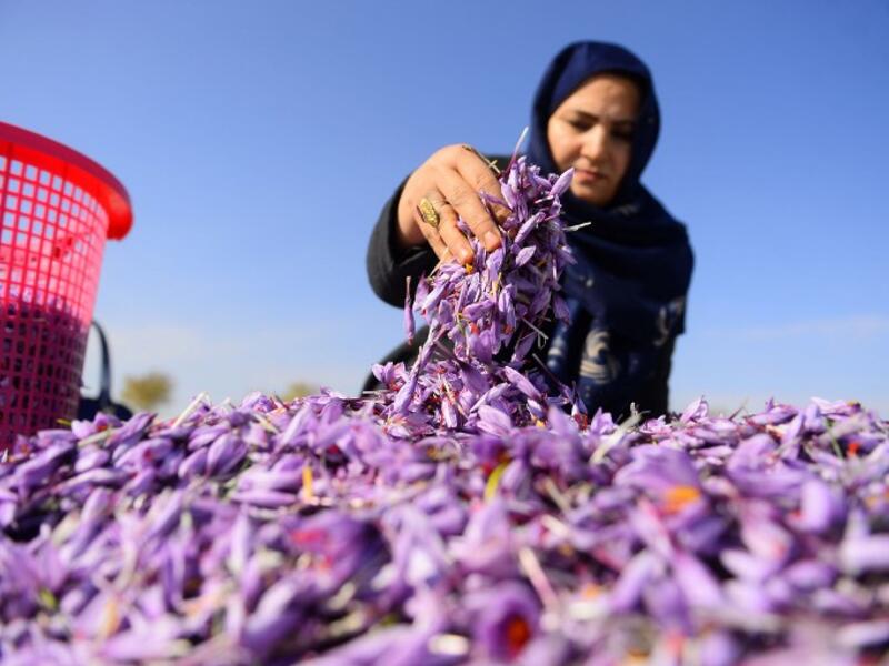 In this photograph an Afghan worker sorts harvested saffron flowers in a field on the outskirts of Herat province. 
HOSHANG HASHIMI / AFP