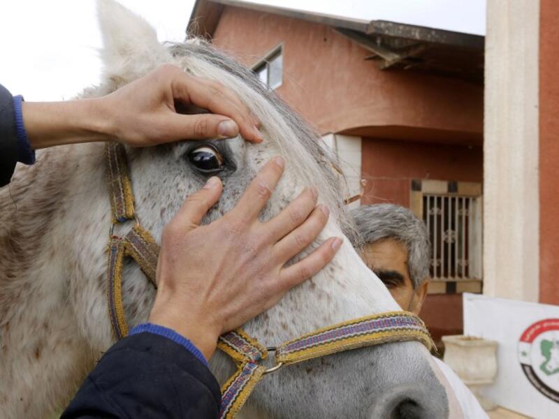 A man checks Syrian mare Karen, which hails from the Hadbaa Enzahe strain of Arabian purebreds, at a stable in the town of Dimas, west of the capital Damascus LOUAI BESHARA / AFP