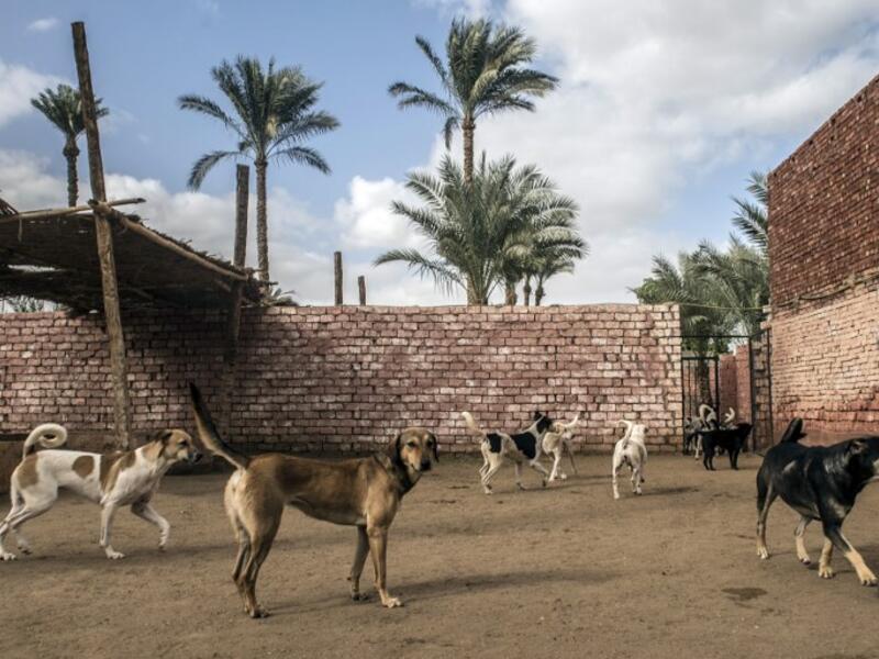 Rescued dogs roam in a courtyard at the HOPE shelter for stray dogs in the village of Abusir, about 20 kilometres southwest of the Egyptian capital Cairo
Khaled DESOUKI / AFP