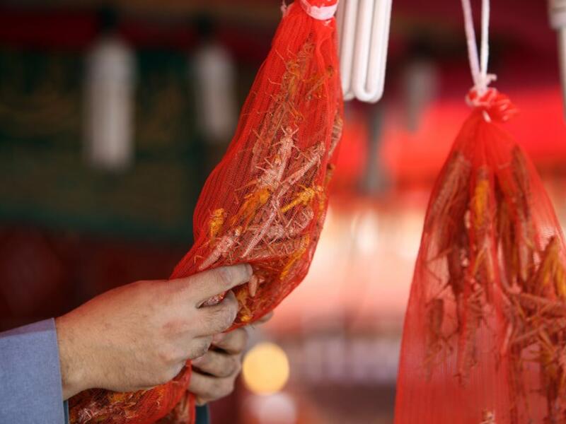 A Kuwaiti vendor holds bags filled with locusts, sold as food, at a market in Kuwait City 
Yasser Al-Zayyat / AFP