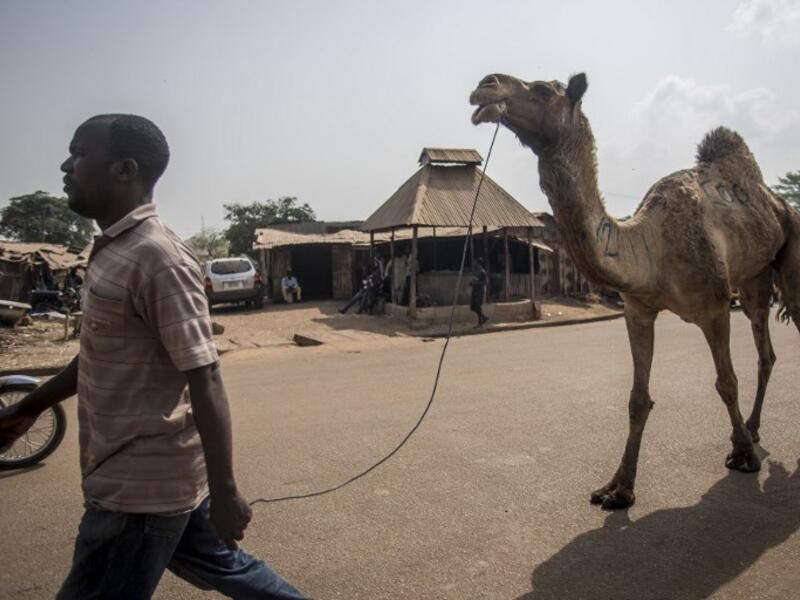 A man walks with a camel around Kaduna Abatour meat market in North KadunaCRISTINA ALDEHUELA / AFP