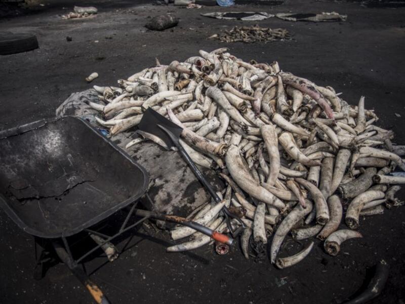 Peeled cow horns are pictured on the floor at Kaduna Abatour meat market in North Kaduna CRISTINA ALDEHUELA / AFP