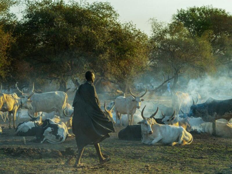 Villagers gather their cattle ahead of vaccinations administered by the International Committee of the Red Cross (ICRC) with the help of local community workers, at Kirgui village in Udier, South Sudan 
SIMON MAINA / AFP
