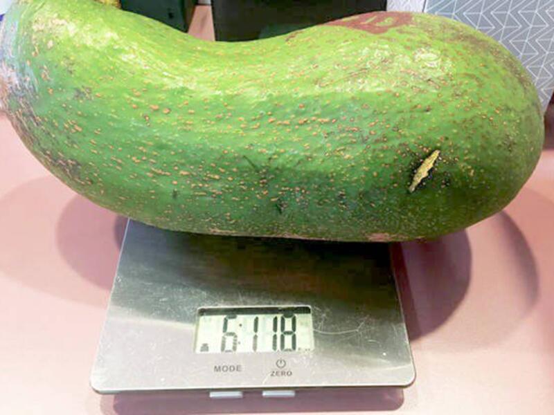 ‘This is a world record’ 6 Pound Avocado (Twitter)