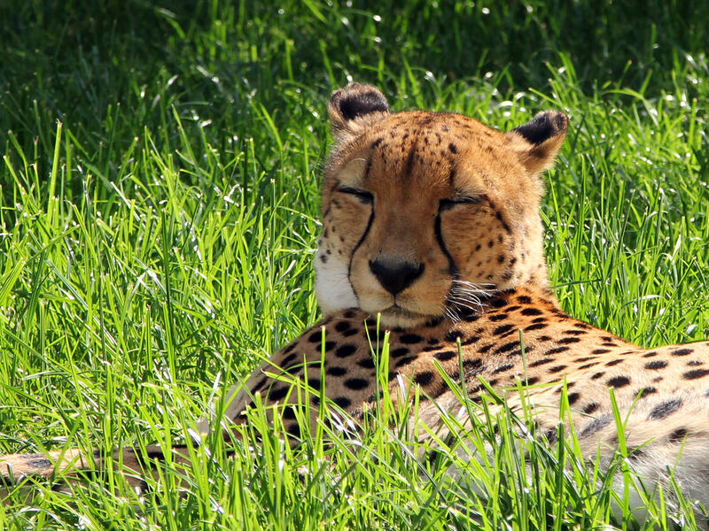 Asiatic cheetahs (Shutterstock)