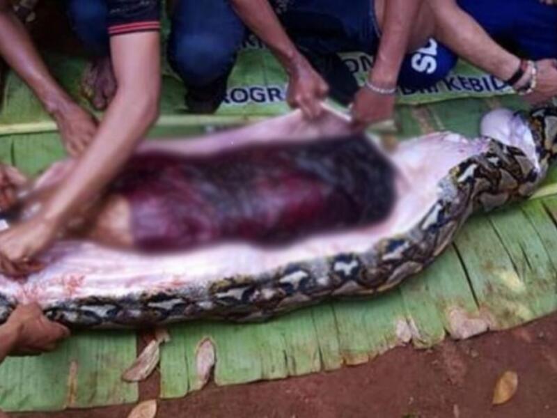 54-year-old woman in the stomach of a seven-metre python on Muna island, Indonesia (Twitter)