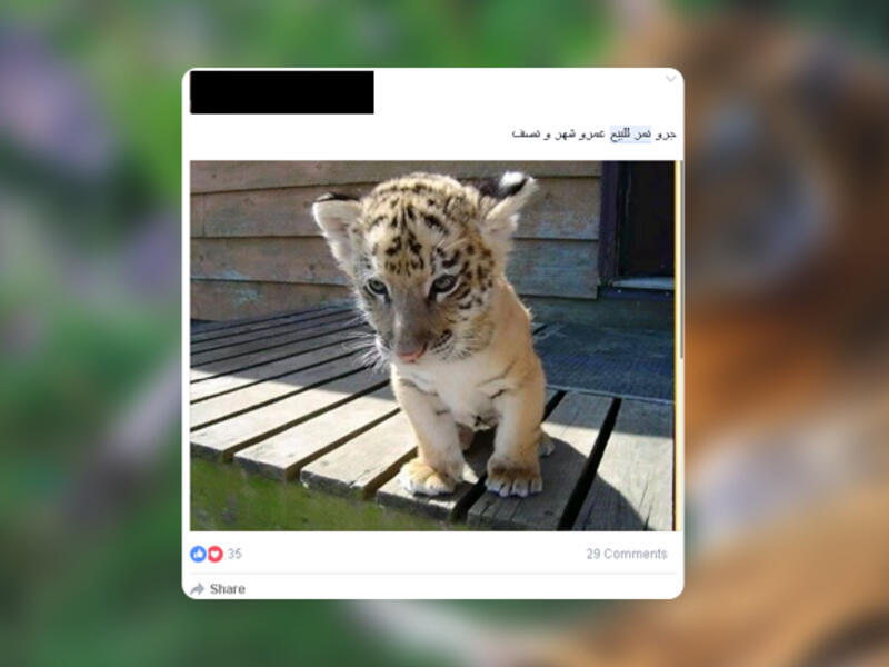 Tiger SaudiArabia Facebook 