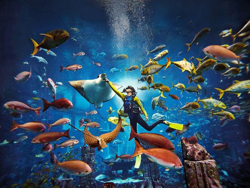 Scuba diving
Adventure at Atlantis The Palm's Lost Chambers Aquarium in Dubai (Twitter)