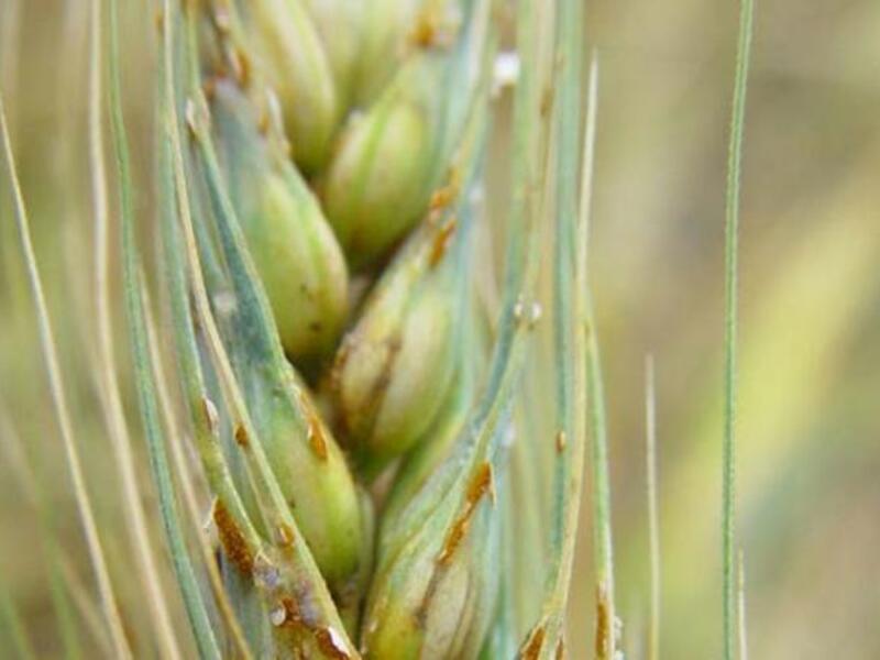wheat