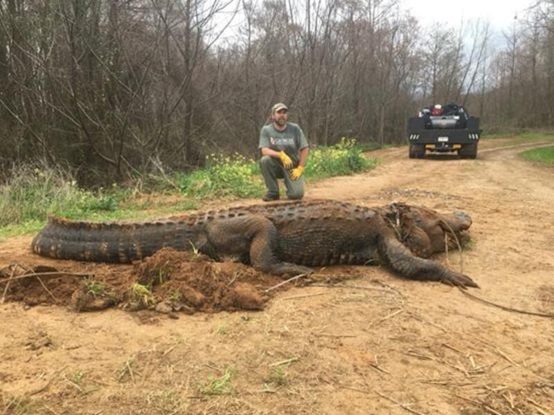Massive 317Kg Alligator (Twitter)