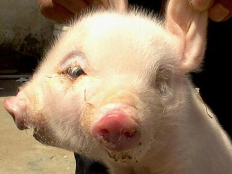Pig born with two heads (Twitter)