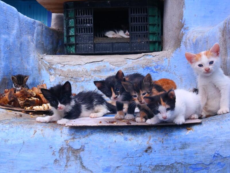 Chefchaouen, Morocco (Twitter)