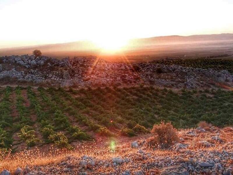 Lebanon (Twitter)