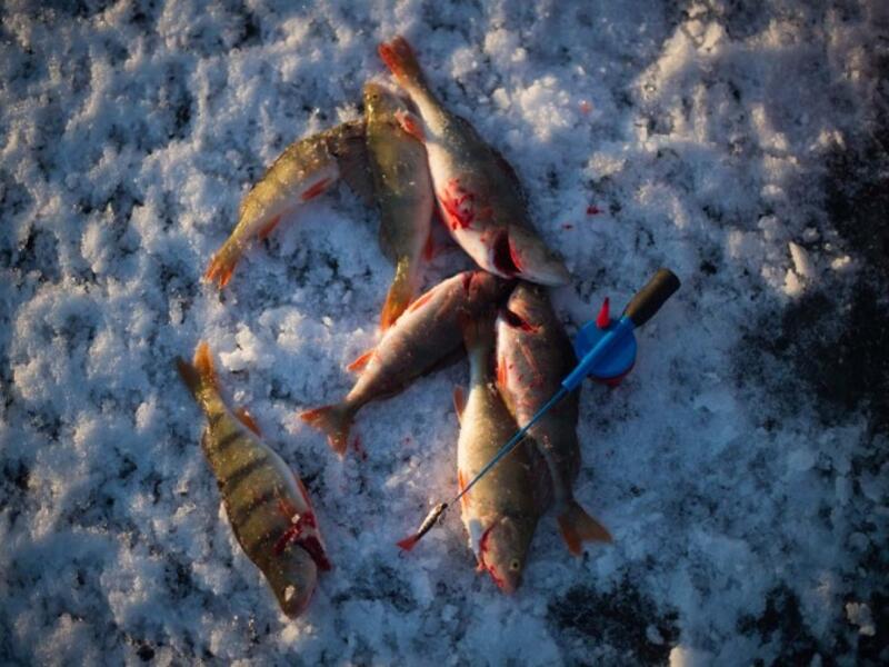 Basses are seen near an ice-fishing cane on the frozen Bothnia Sea, on December 28, 2016 in Vaasa, Western Finland. (OLIVIER MORIN/AFP)
