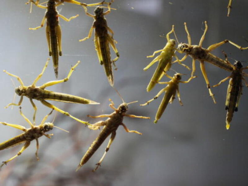 Egyptians are seeing locusts hovering over their future and they are worried.