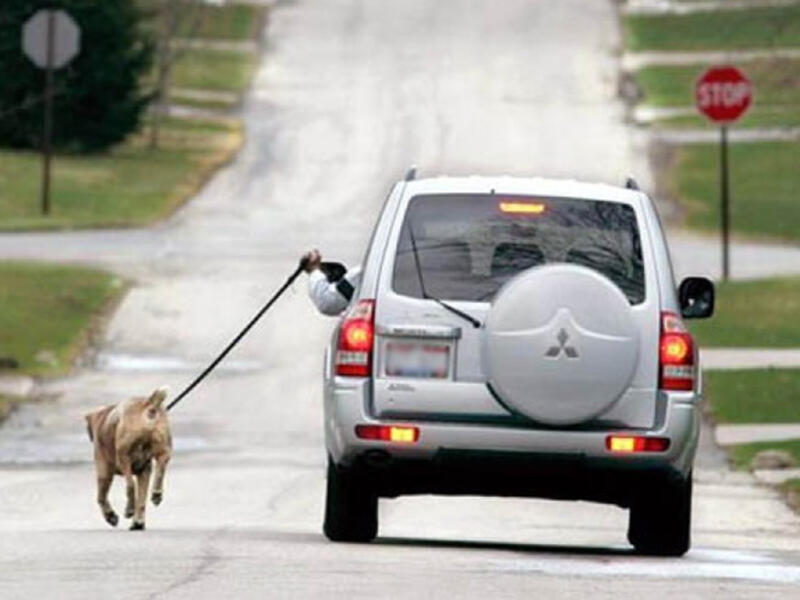 pains taken to avoid walking a dog driving a car