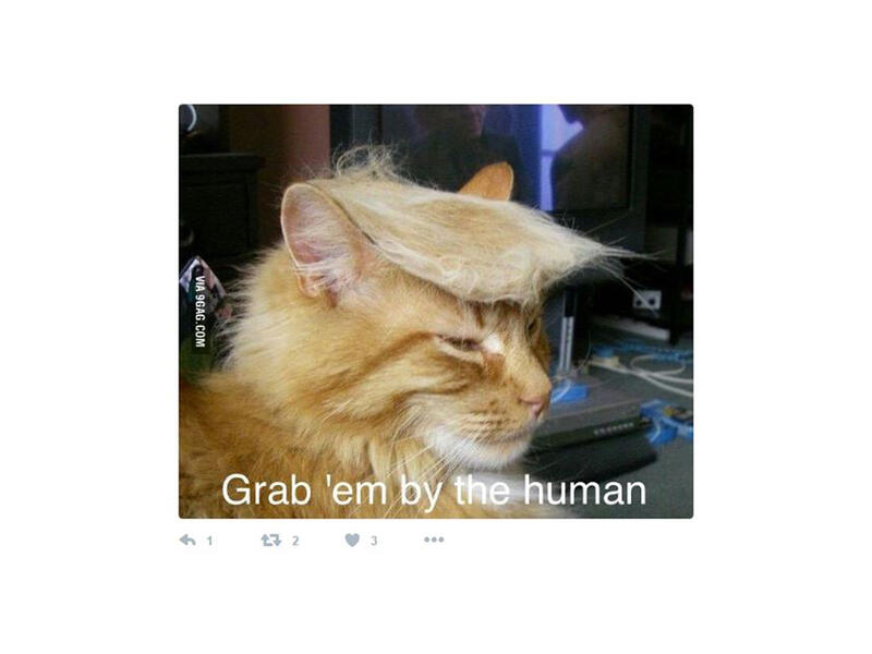 cat with Trump hair