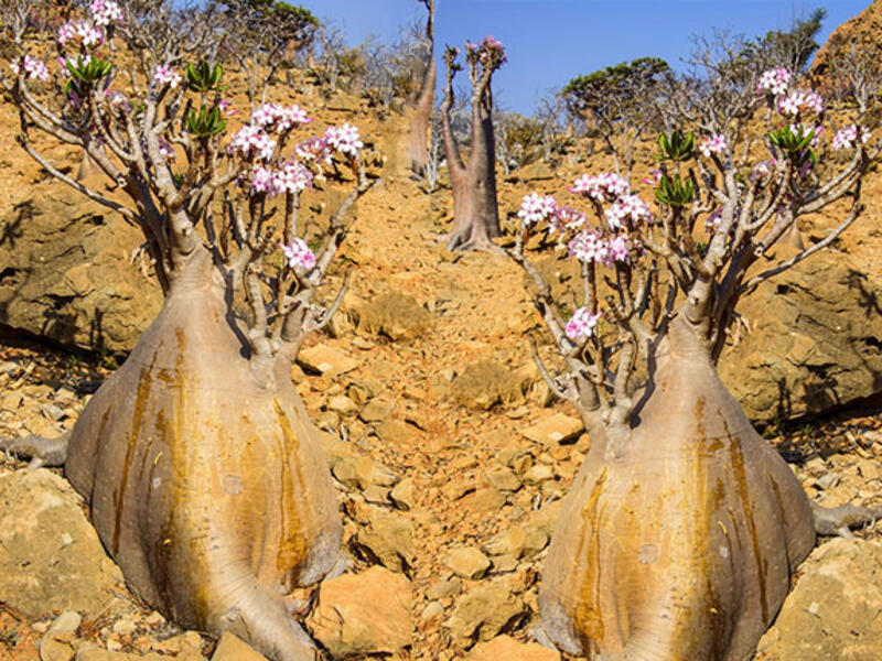 bottle trees