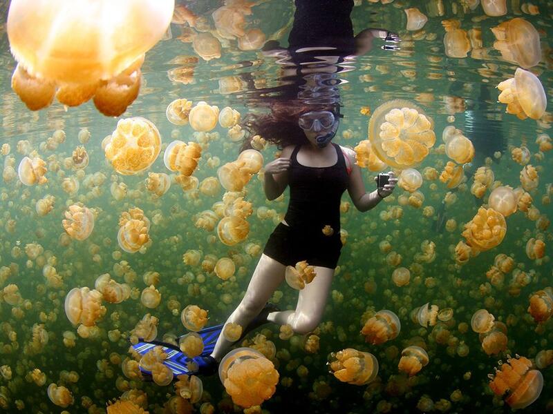 Swim With Millions Of Jellyfish in Palau: There’s a place on the island nation of Palau called Ongeim’l Tketau, or “Jellyfish Lake” where you can literally swim with millions of jellyfish. (nationalgeographic.com)