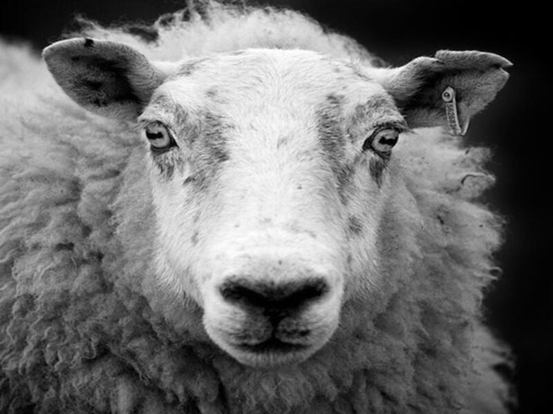 About 300 animals will be slaughtered per hour in Dubai this Eid. (File photo)