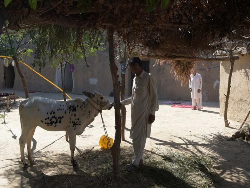Pakistani villager Ameer Ullah Khan takes care of a cow outside his cave home in Nikko village.
AAMIR QURESHI / AFP