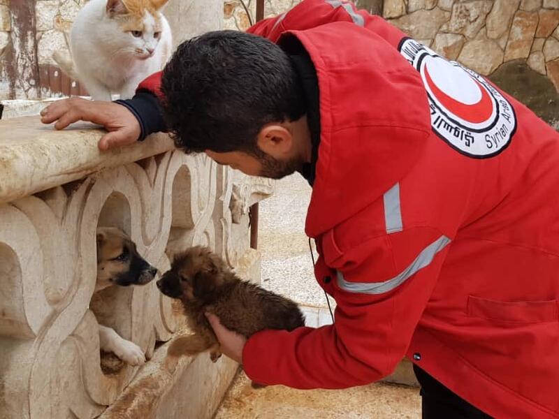 (Twitter/@theAleppoCatman)